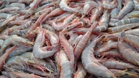 Tekan Impor, Perum Perindo Produksi Pakan Ikan dan Udang Berkualitas Tinggi