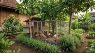 7 Pohon Buah yang Cocok Ditanam Dekat Kandang Ayam Tanpa Mengundang Tikus