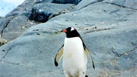 Penelitian: Kotoran Penguin Menghasilkan Awan yang Membantu Mendinginkan Planet Bumi