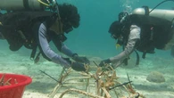 Lestarikan lingkungan, PLN Transplantasi Terumbu Karang di Konawe Selatan