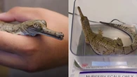 Zoológico recebe filhotes de crocodilo ameaçados de extinção
