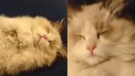 Gato dormindo de barriga pra cima: o que significa?