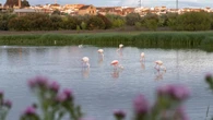 Chuva enche lagoa e atrai 40 mil flamingos na Espanha