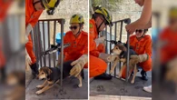 Bombeiros resgatam cão preso em grade de casa de GO