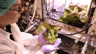 NASA colhe alface em experimento que testa cultivo espacial