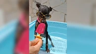 Pinscher rouba a cena ao curtir dia de sol com óculos e picolé