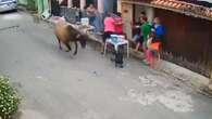 Vingança? Boi invade churrasco e assusta família; veja vídeo