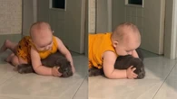 Bebês que convivem com gatos têm saúde reforçada