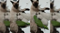Periquito tenta mamar em gata com filhotes e diverte a web