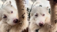 Border Collie mostra autonomia ao se limpar sozinho após passeio