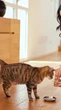 10 benefícios dos alimentos úmidos para os gatos