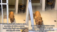 Cão fica traumatizado após bater cara no vidro e solução viraliza