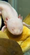 Raros, curiosos e em risco: conheça animais surpreendentes do Zoológico de Brasília