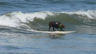 Labradora brasileira leva prêmio mundial de surfe para cães