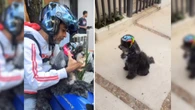 Cachorrinha conquista fãs ao acompanhar tutor como co-pilota