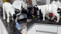 Cabrito sobe na pia em busca da última gota da mamadeira