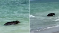 Urso-preto surpreende banhistas em praia de Naples, na Flórida