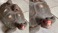 Jabuti passeia tranquilamente com filhotes em cima do casco