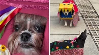 Cães se fantasiam para festa julina em creche e viralizam