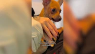 Pinscher encanta com reação atrasada ao sentir a dor da vacina