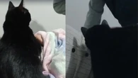 Gatinha assume missão de proteger barriga de tutora grávida