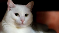 Gatos brancos: por que precisam de atenção extra? Estudo explica