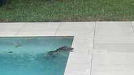 Vídeo: homem volta para casa após furacão Milton e encontra jacaré nadando na piscina