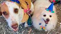 Carnaval com pets: cuidados para curtir a folia em segurança