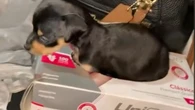 Vídeo de pinscher “zero” que cresceu demais viraliza na internet