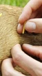 Acupuntura para cachorro e gato: bem-estar e alívio da dor