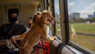 Trem eleito um dos melhores do mundo tem vagão pet friendly