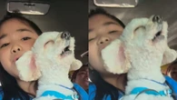 Cão faz dueto com criança e viraliza cantando hit de Bruno Mars