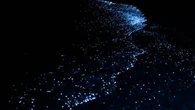 Fenômeno de bioluminescência encanta Maricá (RJ)