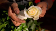 Estudo revela que pétalas de rosas seguem geometria única