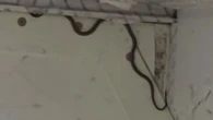 Cobra invade avião e causa pânico a bordo; veja fotos
