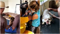 Projeto em SC reabilita detentos com cuidado de cães