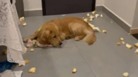 Golden se faz de desentendido após destruir travesseiro