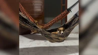 Cachorros caramelo viralizam ao relaxar em rede