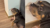 Cachorra faz expressão de “inocente” após destruir parede de casa