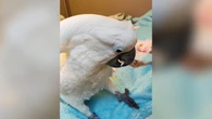 Cacatua viraliza ao interagir com joaninha