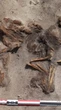 Mulher viking de mais de mil anos enterrada com cachorro é encontrada por arqueólogos