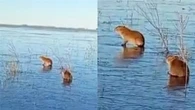 Capivaras deslizam em lago congelado durante frio extremo