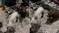 Dupla canina fica em silêncio após espalhar terra pela varanda