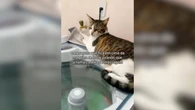 Gato viraliza ao usar máquina de lavar como "cama de massagem"