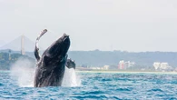 Avistamento de baleias impulsiona turismo no litoral da Bahia
