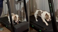 Cachorro entra na rotina fitness e espera sua vez na esteira