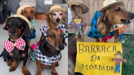 Vai curtir o arraiá? Expert conta como incluir seu pet na festa