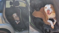 Pets invadem carro e exigem passeio em família