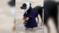 Cão devoto encanta fiéis ao desfilar em procissão religiosa