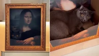 Cama de gato escondida em quadro viraliza com visual vintage